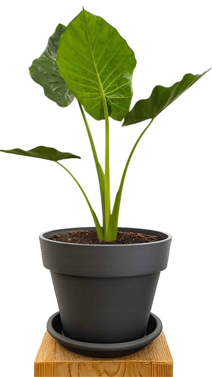 Kit de plantation 30 Anthracite